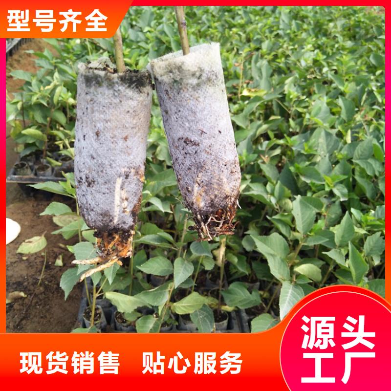 樱桃【苹果苗】实力大厂家