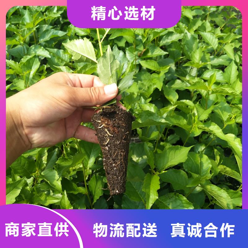 大樱桃苗产量多少