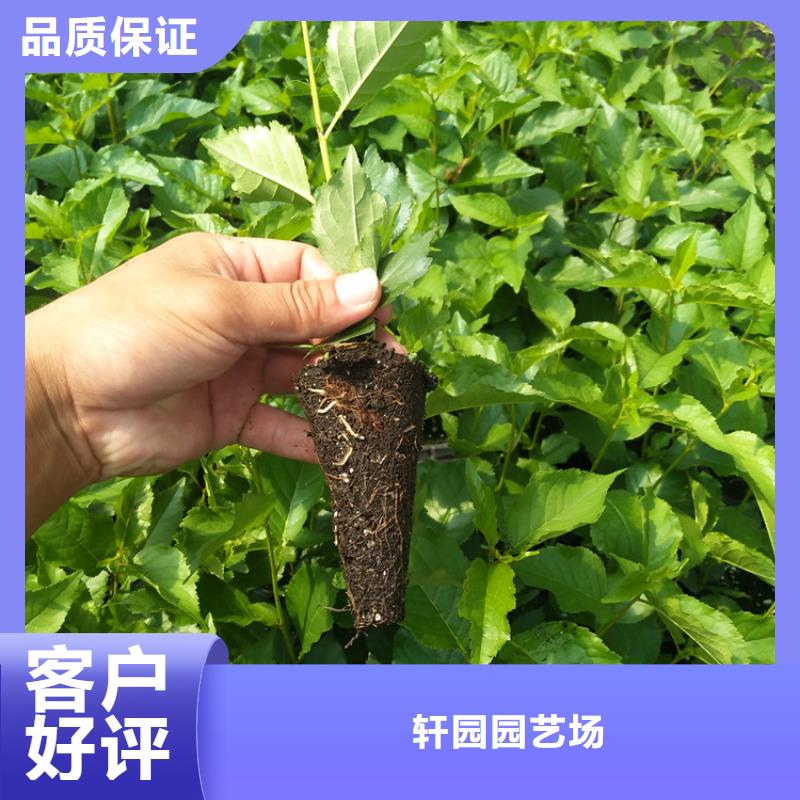 矮化吉塞拉大樱桃苗基地直销