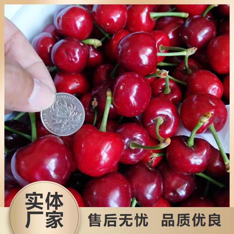 樱桃【苹果苗】实力大厂家