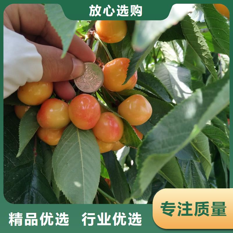 矮化大樱桃树苗质优价廉