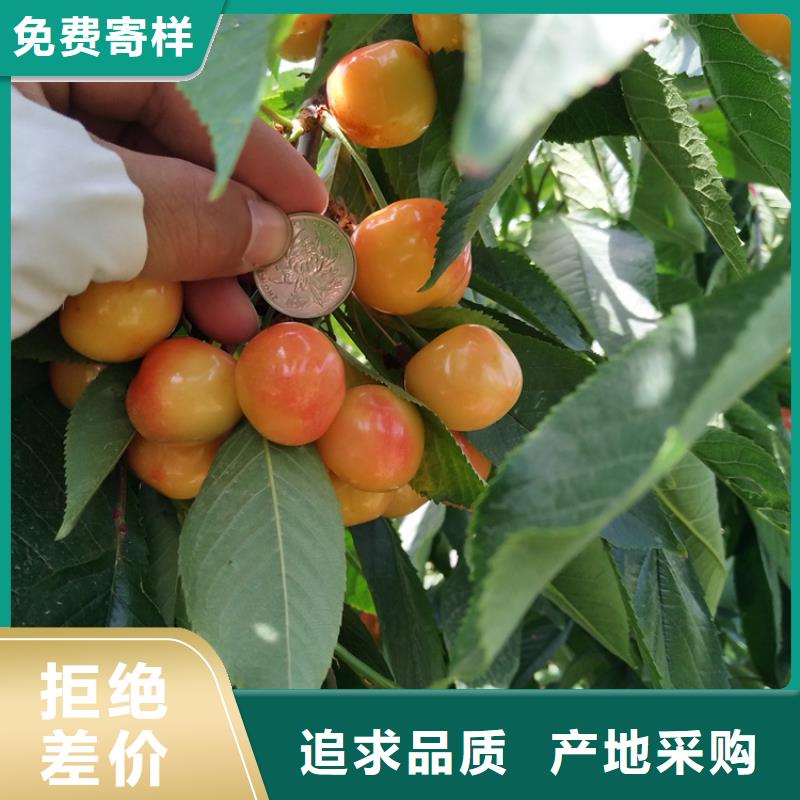矮化大樱桃苗种植管理技术
