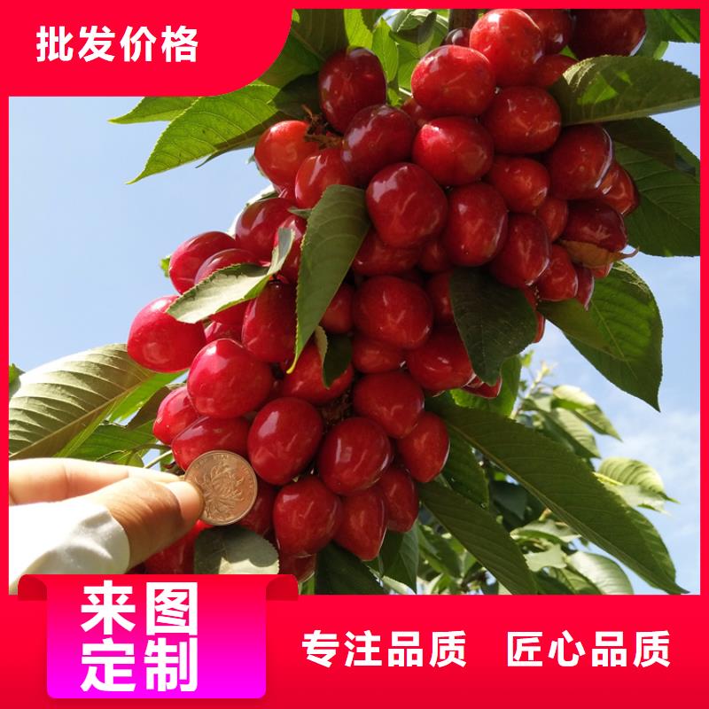 大樱桃苗种植技术