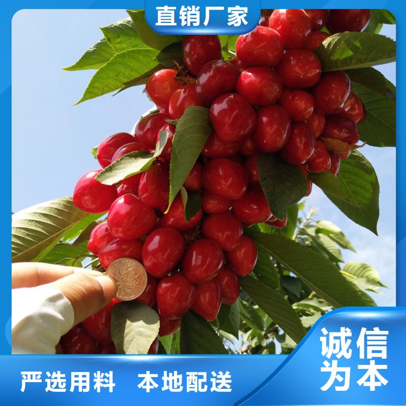 矮化车厘子苗成活率高