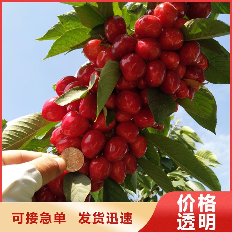 矮化车厘子树苗欢迎咨询