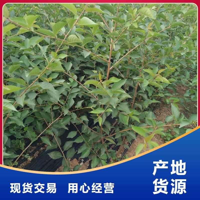 大樱桃树苗成活率高