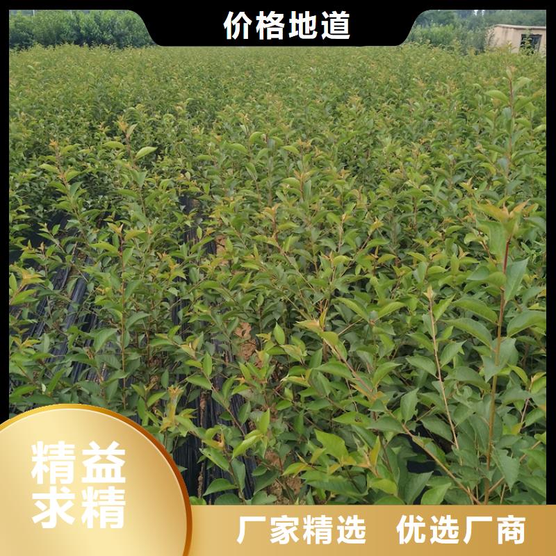 车厘子免费咨询