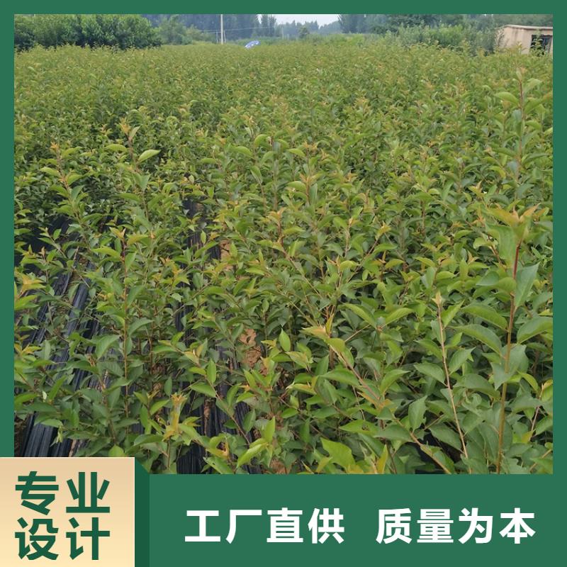 轩园樱桃【葡萄苗】源头厂家-苹果苗