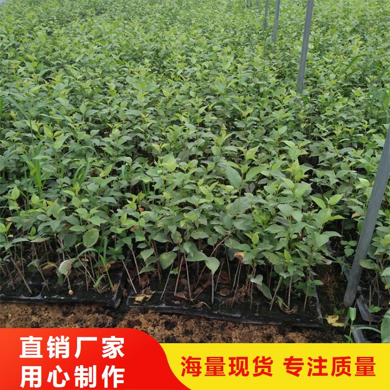 矮化吉塞拉大樱桃苗免费咨询