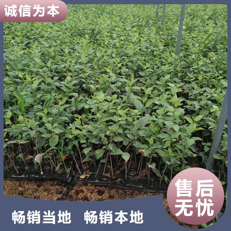 樱桃-蓝莓苗做工精细