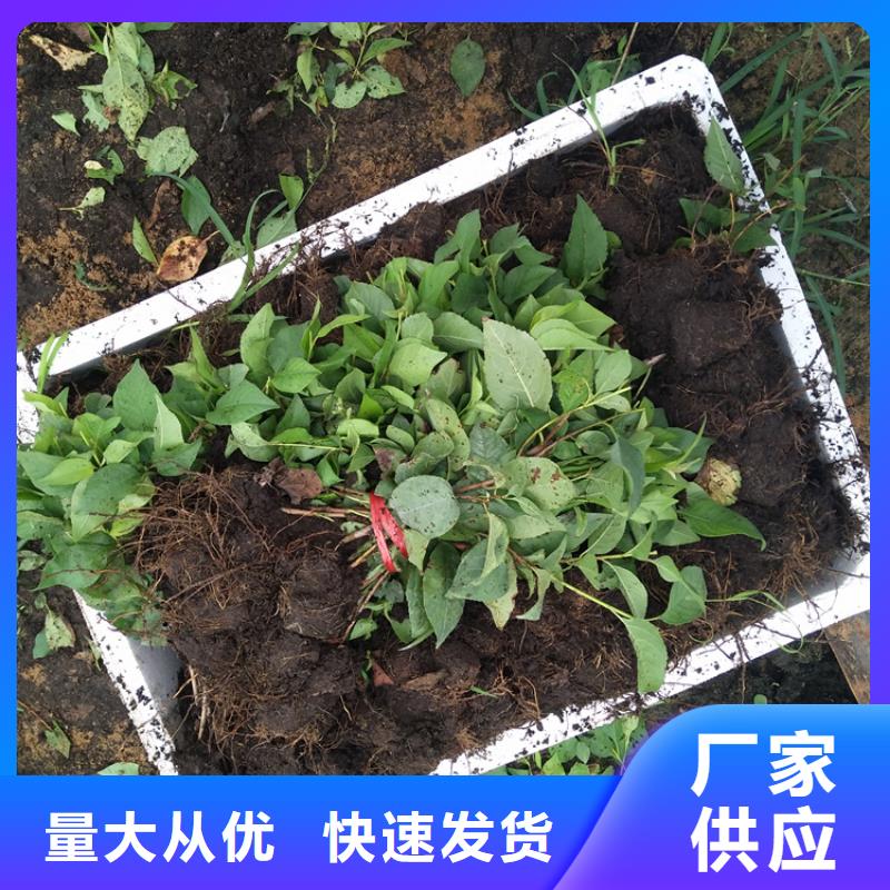 樱桃西瓜苗工厂直供
