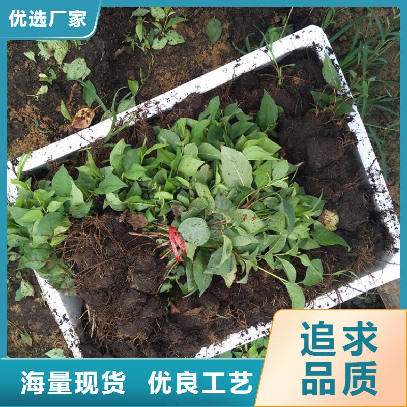 矮化车厘子苗批发价格