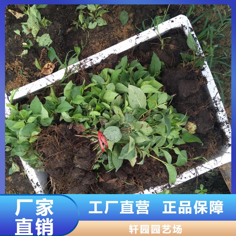 大樱桃苗新品种