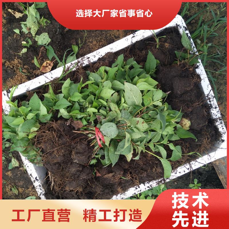 矮化大樱桃树苗规格