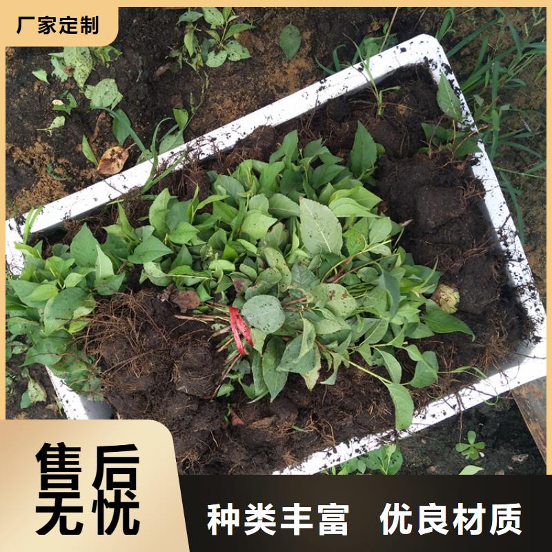 矮化大樱桃苗种植管理技术