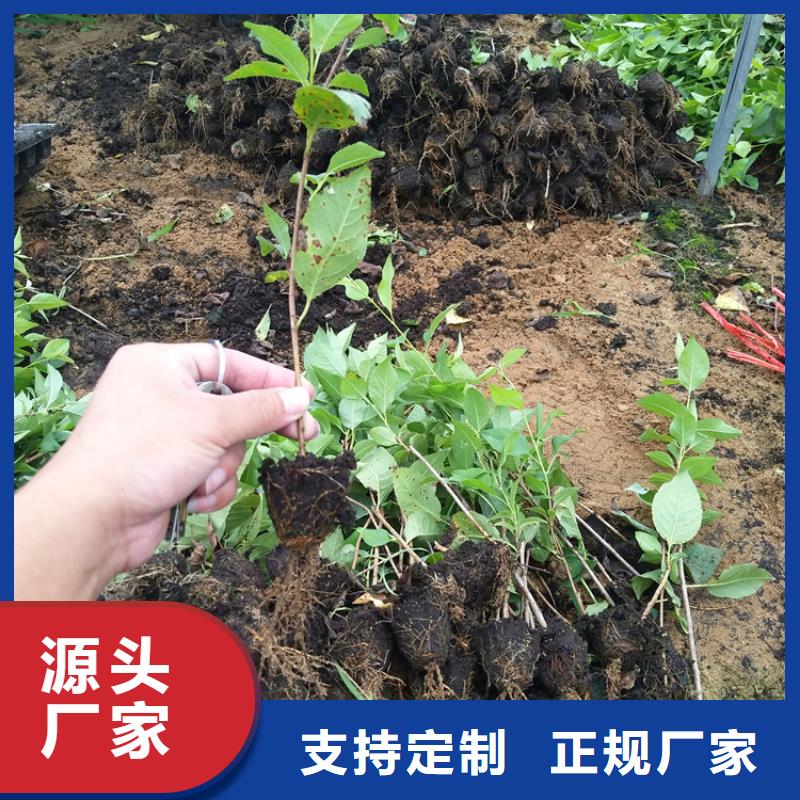 樱桃-蓝莓苗做工精细
