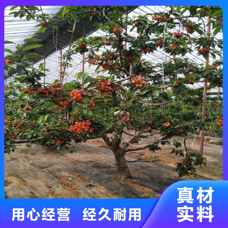大樱桃苗欢迎咨询