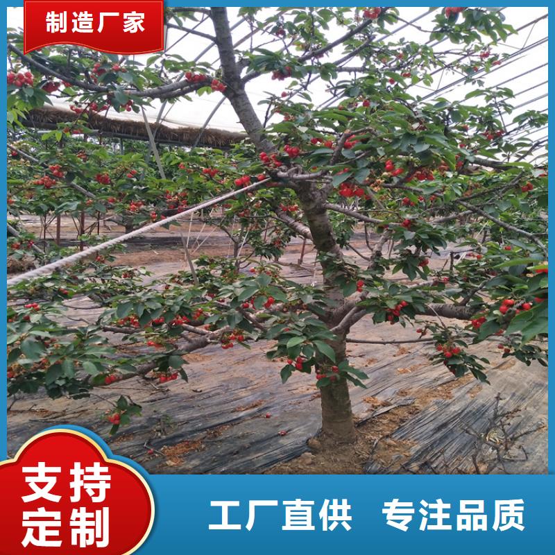 樱桃西瓜苗工厂直供