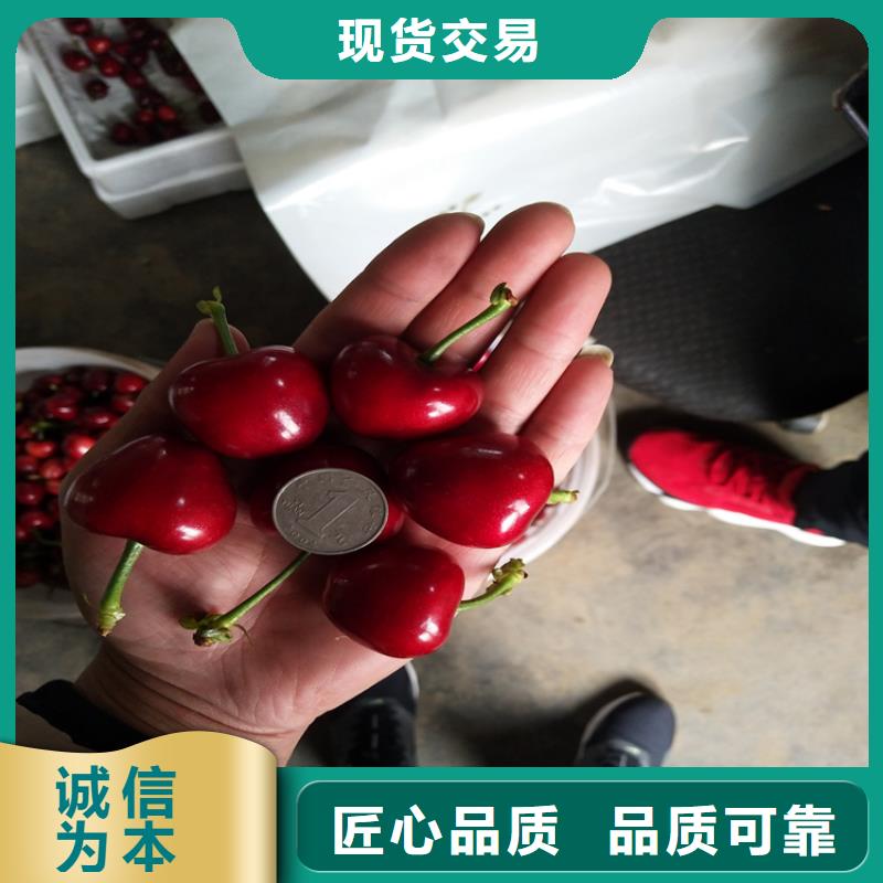 樱桃石榴树品种全