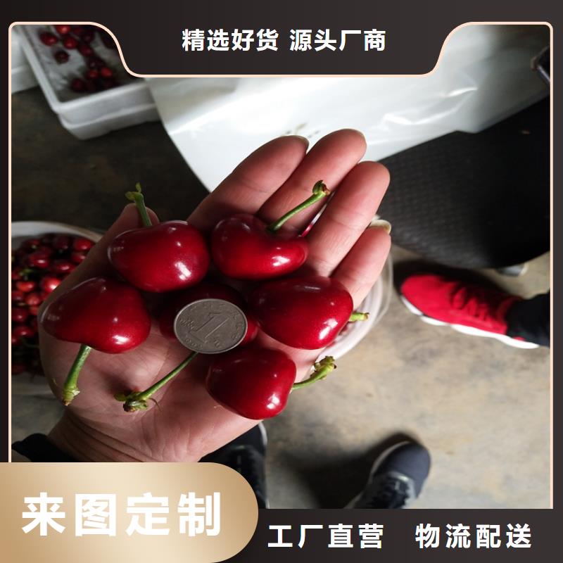 樱桃樱桃苗海量库存