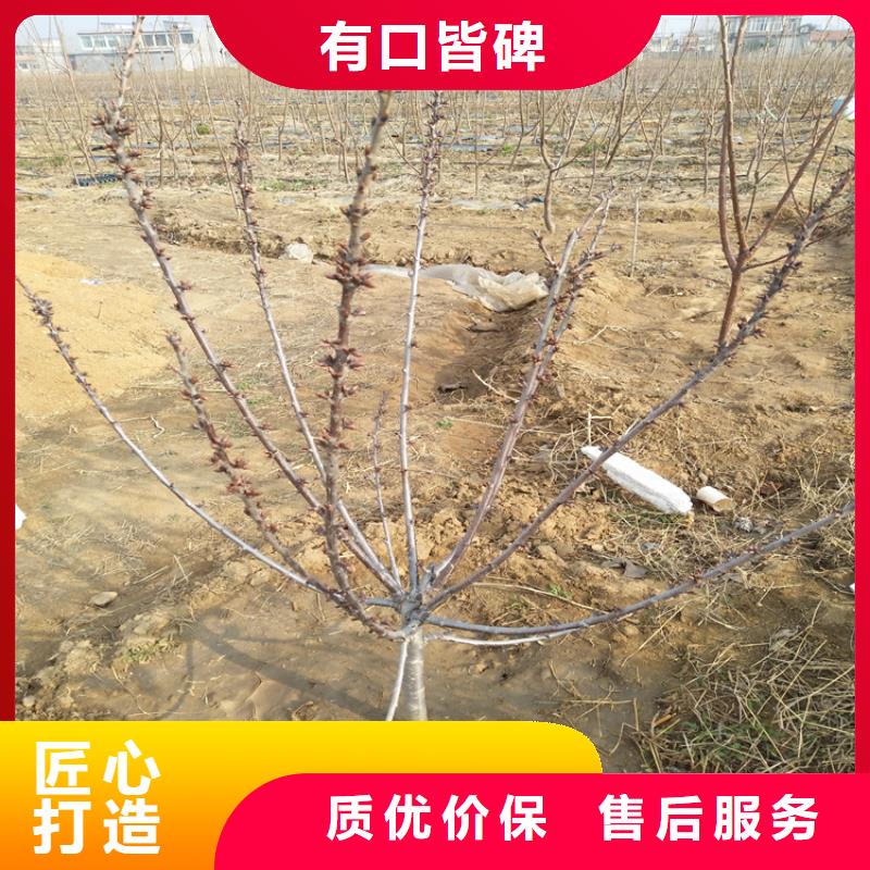 大樱桃树苗成活率高