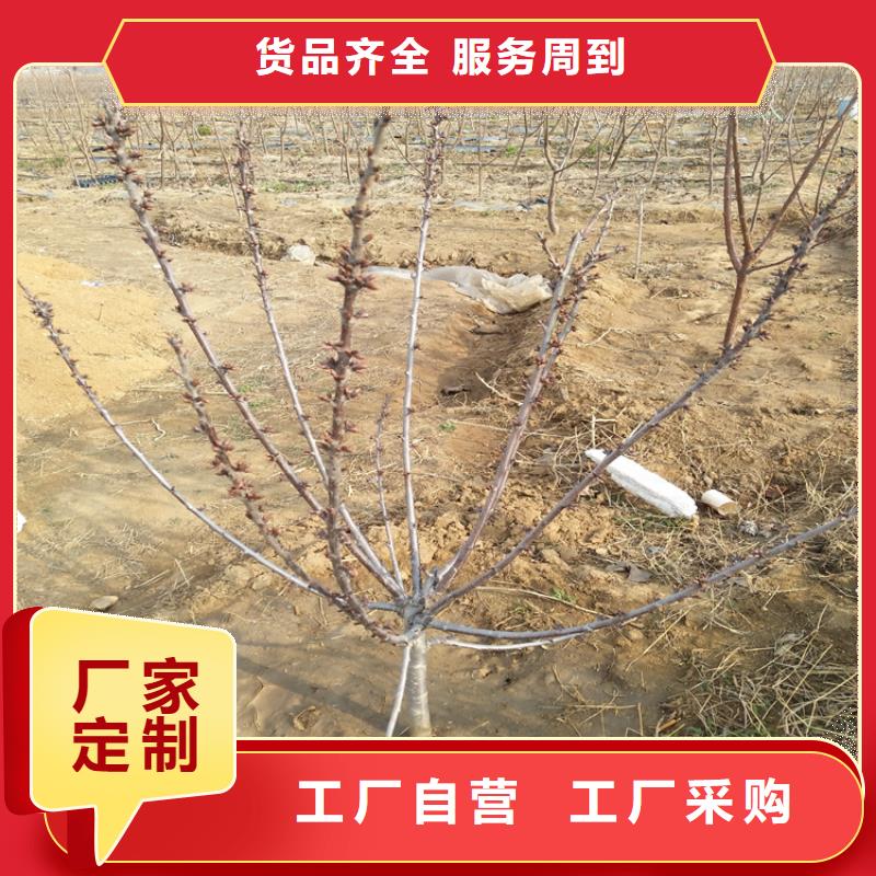 樱桃_苹果苗支持定制贴心售后