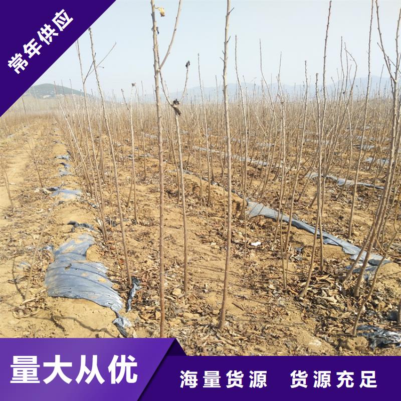 樱桃西瓜苗工厂直供
