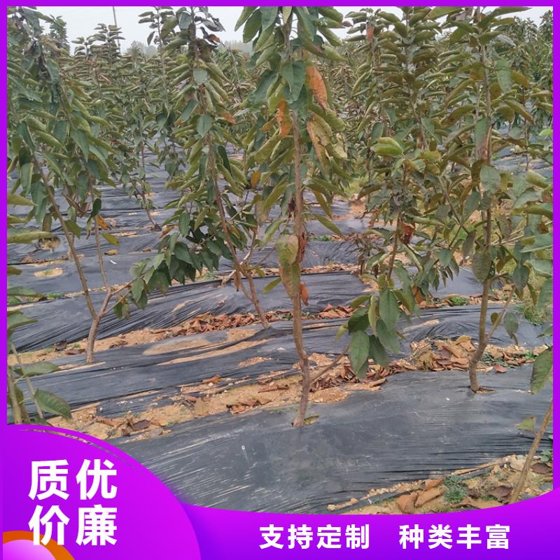 大樱桃苗产量多少