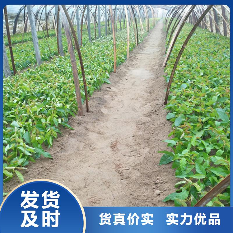 矮化大樱桃树苗新品种