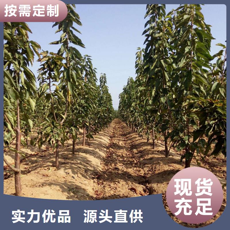 樱桃,梨树苗满足多种行业需求