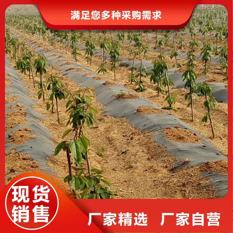 一根棍樱桃树苗采摘园