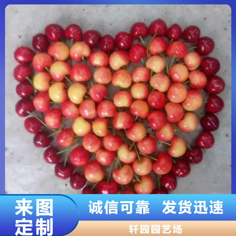 车厘子苗基地