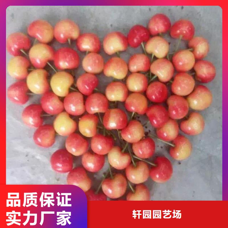 樱桃【苹果苗】实力大厂家