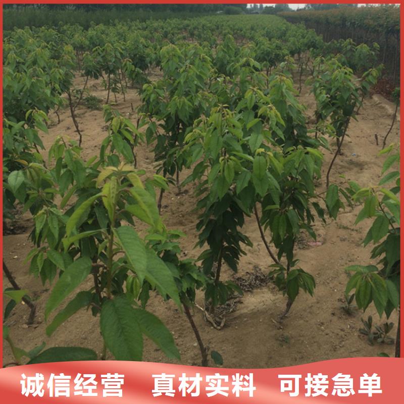 矮化大樱桃树苗质优价廉