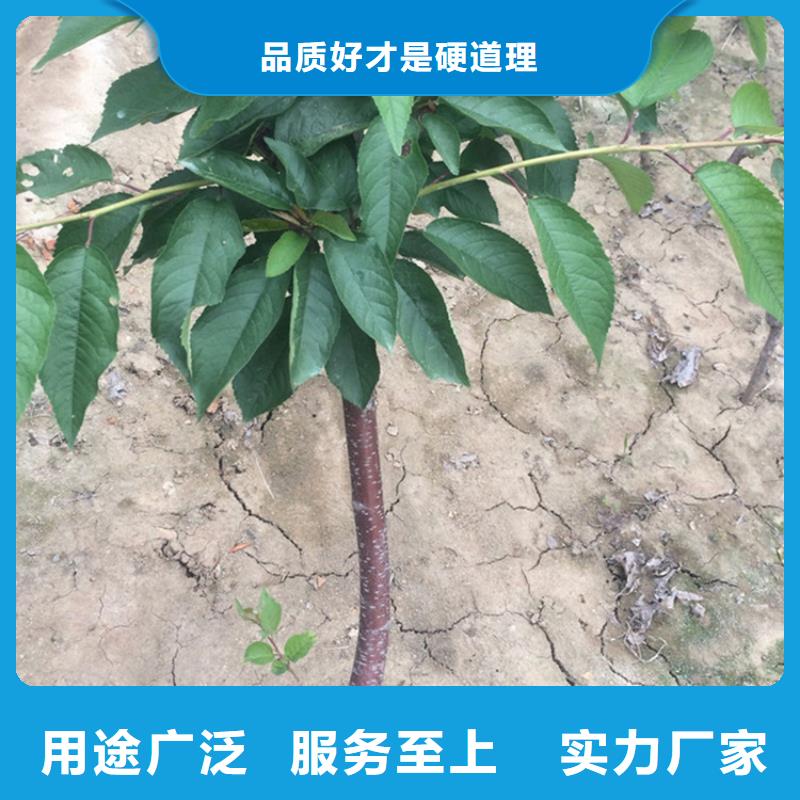 樱桃樱桃苗海量库存
