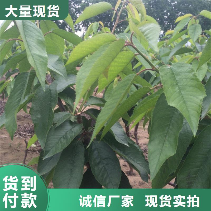 樱桃奶油草莓让利客户