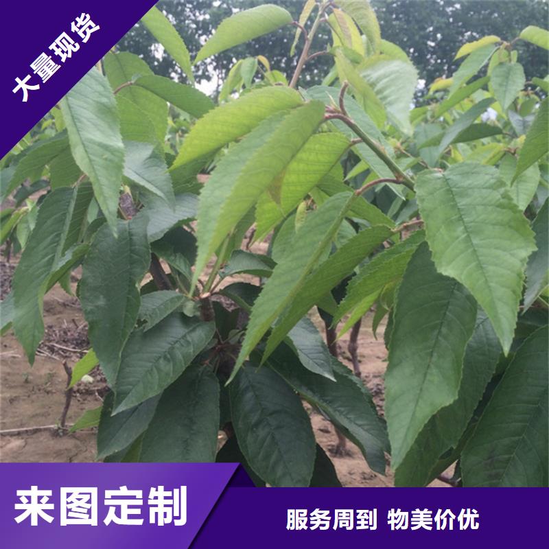 樱桃,板栗苗当日价格