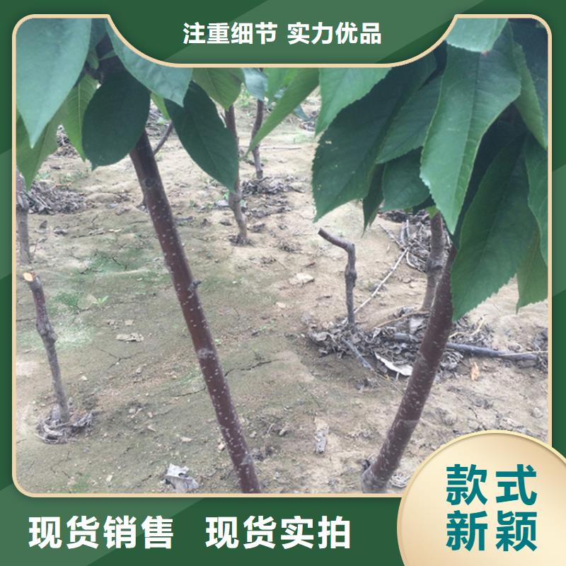 樱桃【苹果苗】实力大厂家
