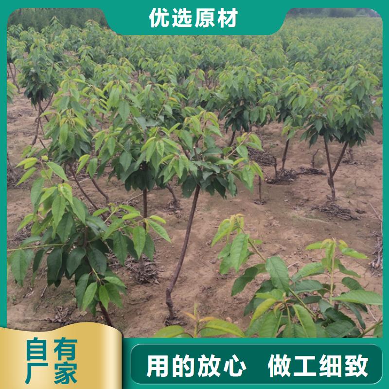 樱桃奶油草莓让利客户