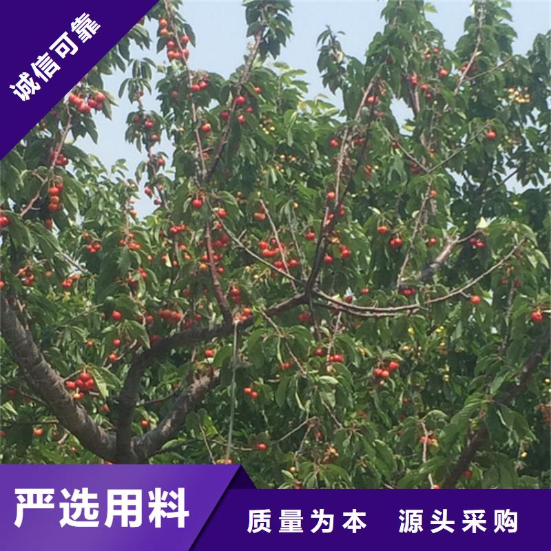 矮化大樱桃树苗新品种