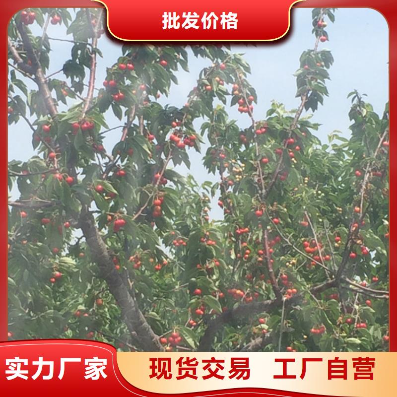 矮化大樱桃苗种植管理技术
