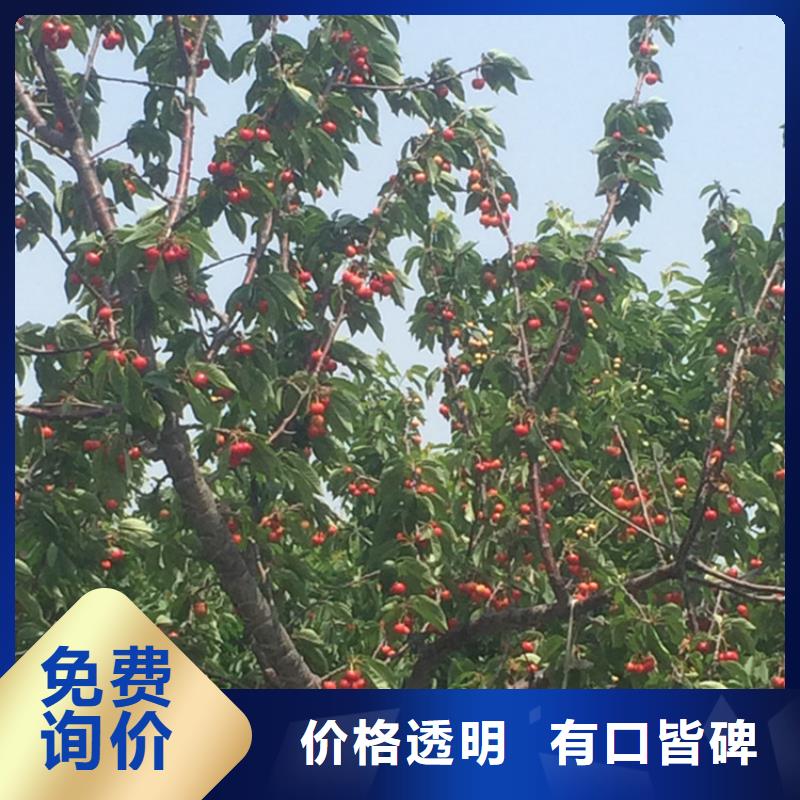 矮化大樱桃树苗质优价廉
