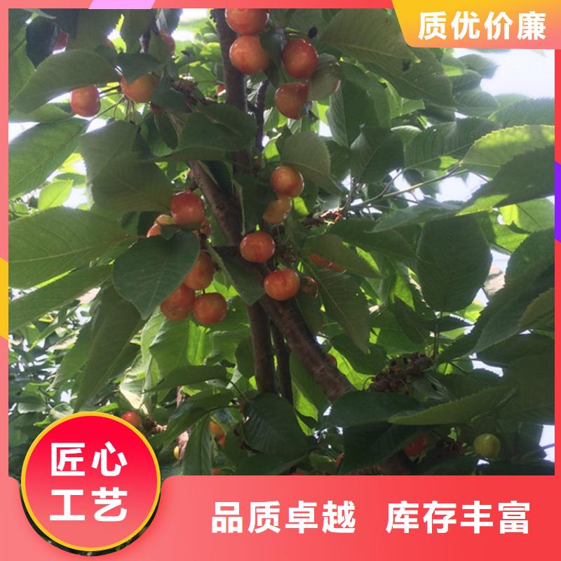 樱桃石榴树质量上乘