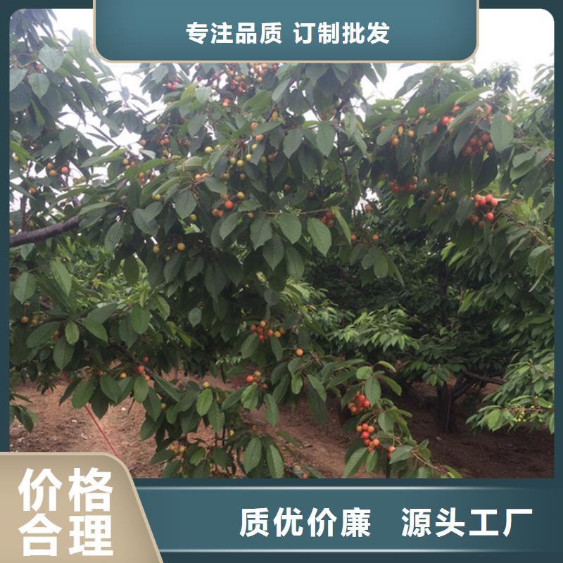 樱桃,板栗苗当日价格