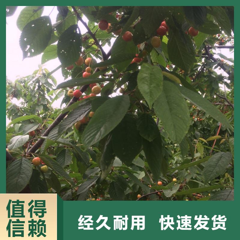 樱桃西瓜苗工厂直供