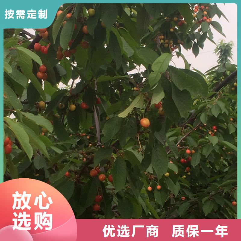 樱桃奶油草莓让利客户