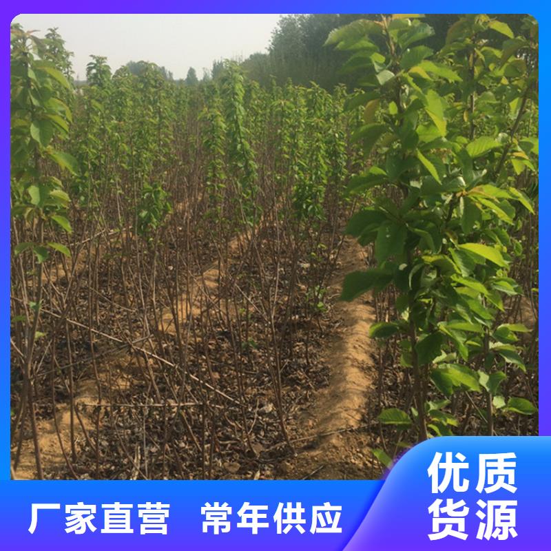 矮化大樱桃树苗采摘园