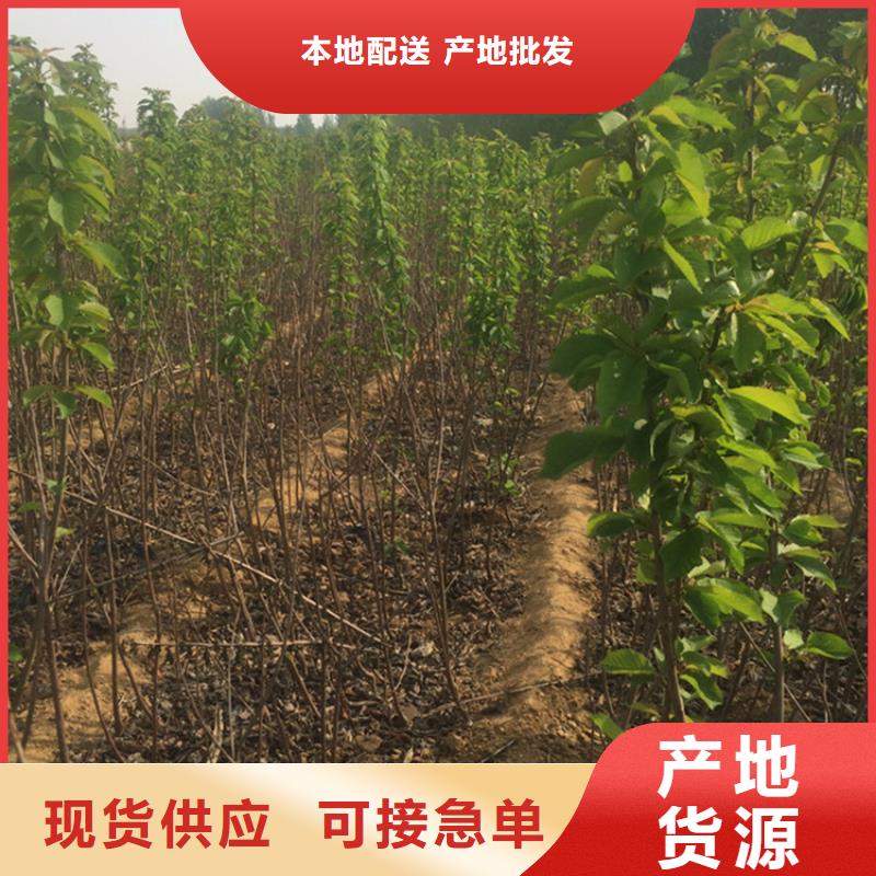 矮化吉塞拉大樱桃苗规格