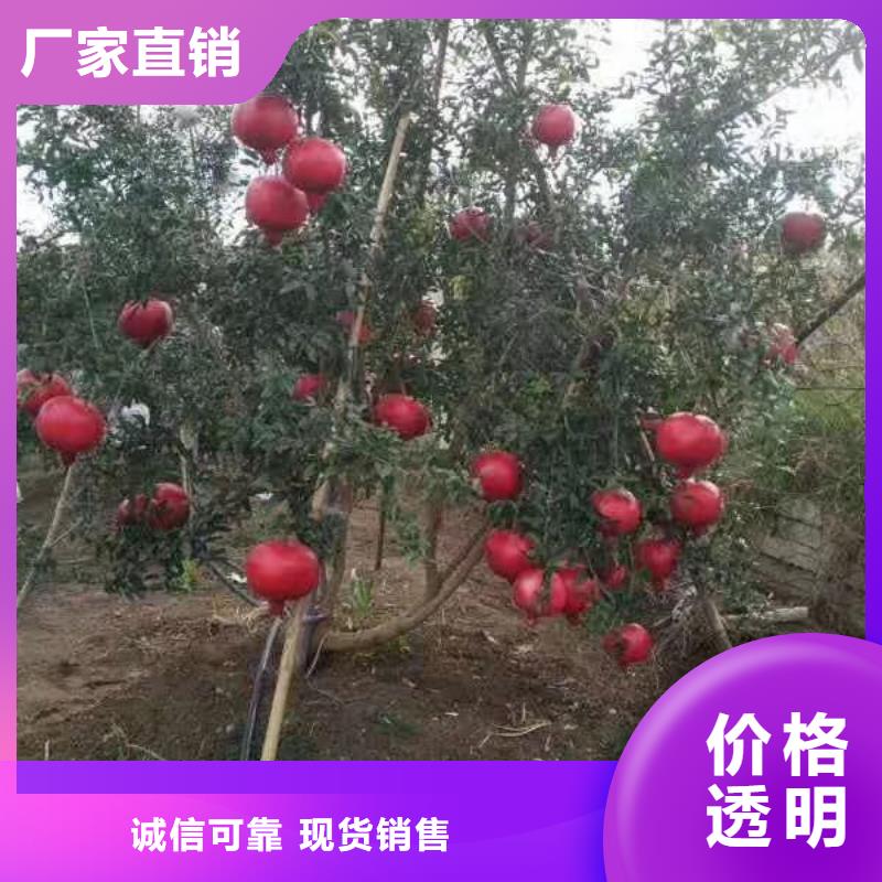 黑籽石榴树苗质优价廉