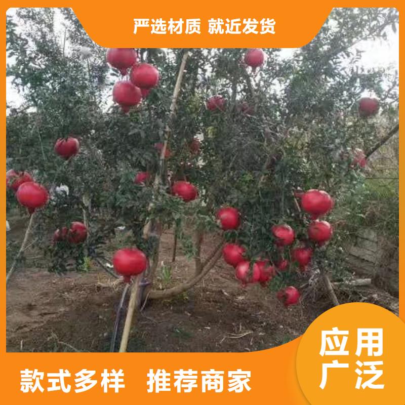 【石榴】-樱桃苗产地批发